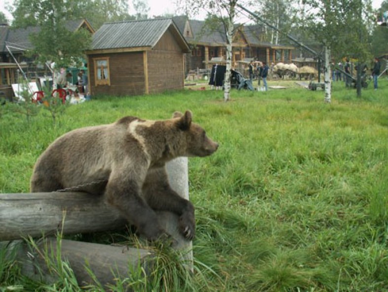 Села На Медведя В Магазине