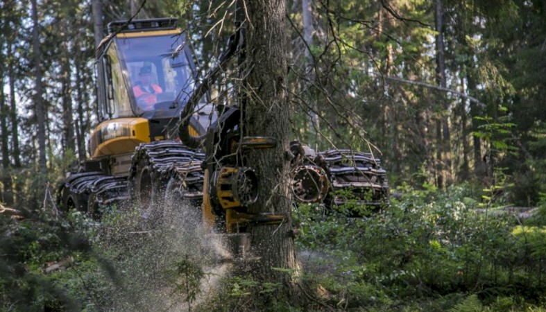В Поморье виртуозы лесозаготовки РФ начали битву за главный приз чемпионата лесорубов