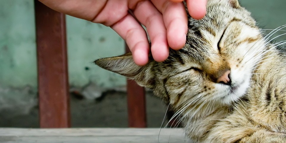 Гладить кошек опасно для здоровья — Ученые