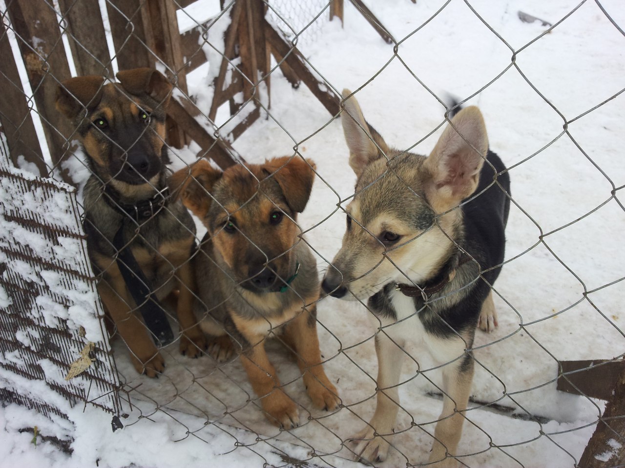 петрозаводский приют для животных