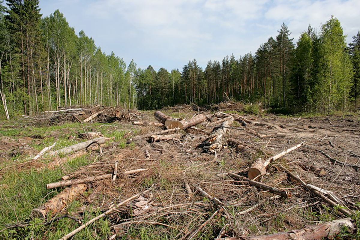 Лес экология картинки