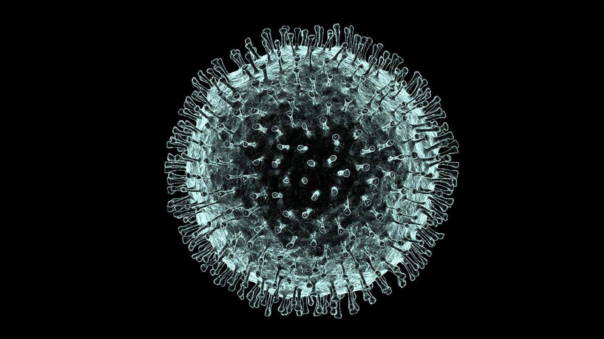 Как выглядит коронавирус фото как выглядит коронавирус
