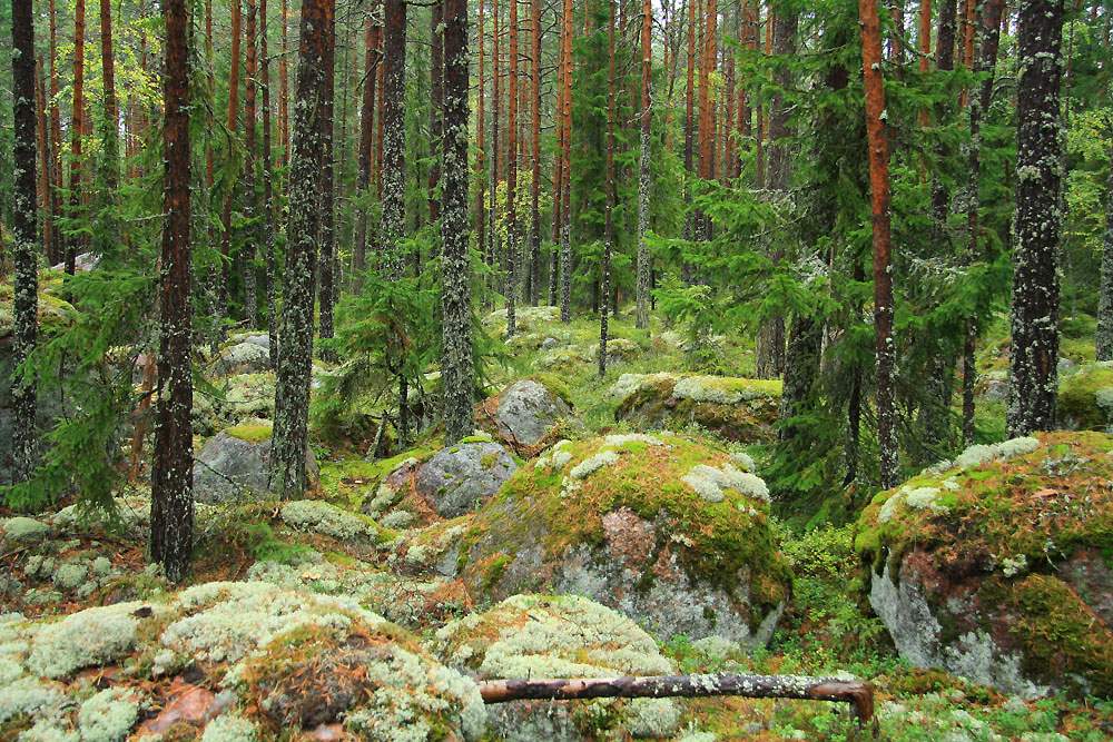 В лесах карелии фото