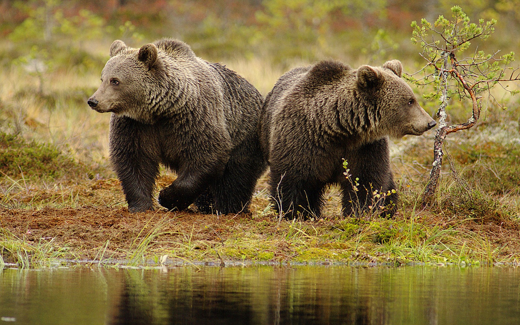 Бурый медведь Новосибирской области