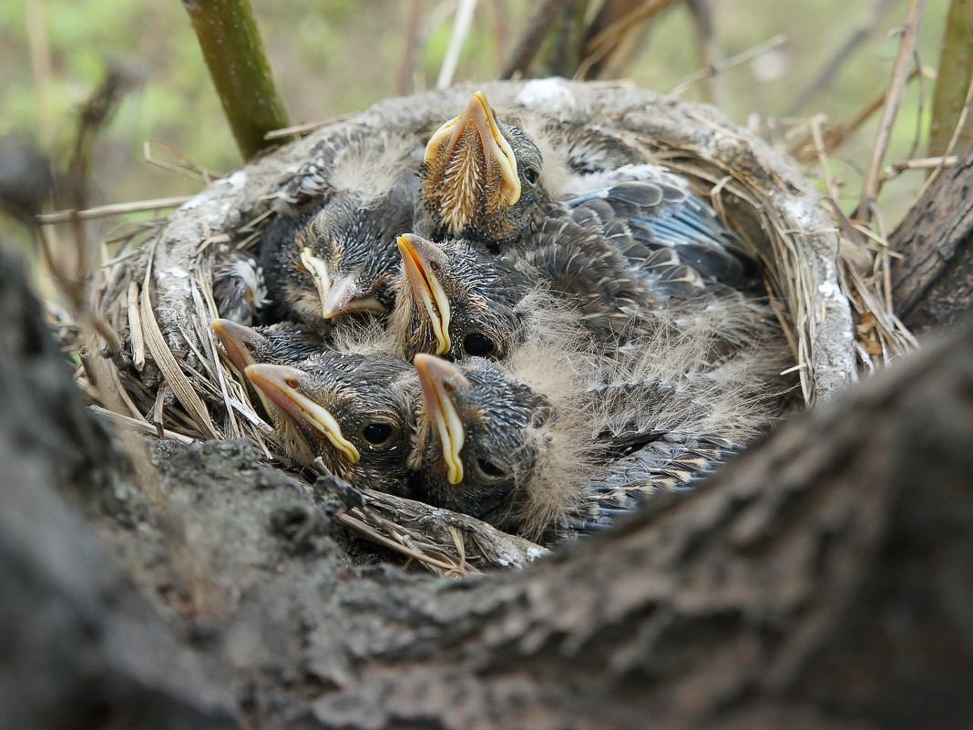 Фото птенцов дрозда рябинника