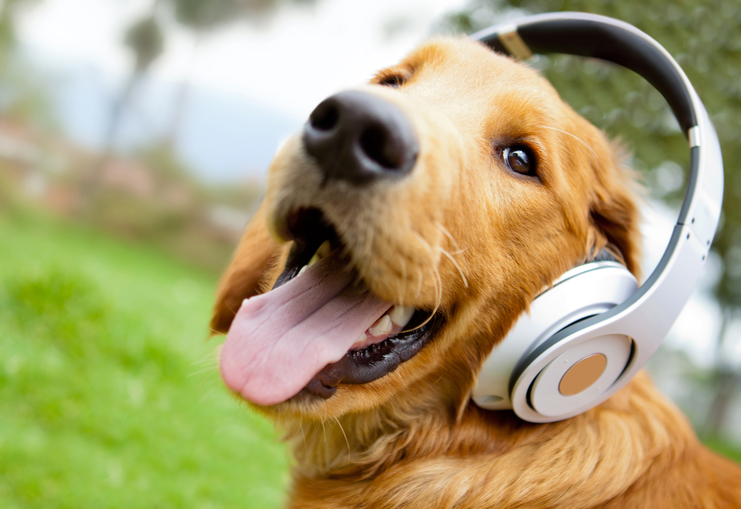 Музыка большая собака