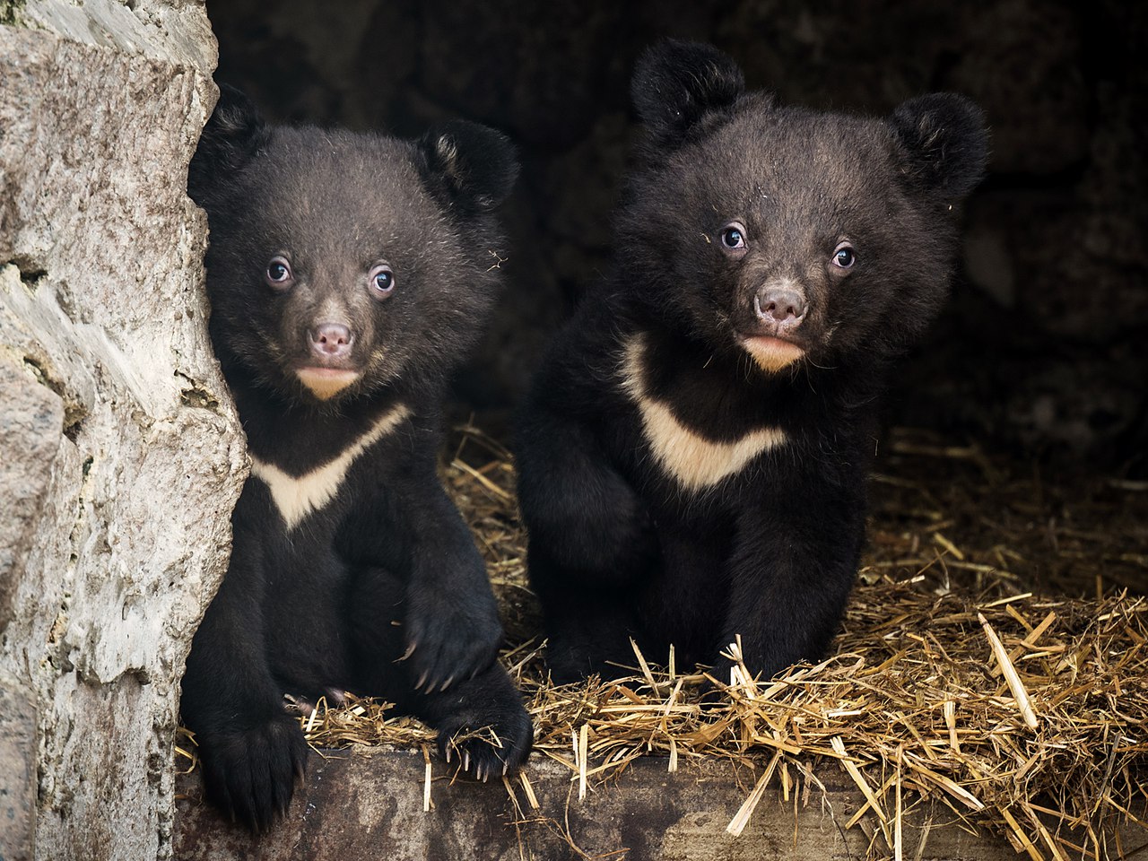 милый мишка фото. гималайский медведь детеныш. медвежонок картинка. как называют детёныша медведя. как называются детеныши медведей.