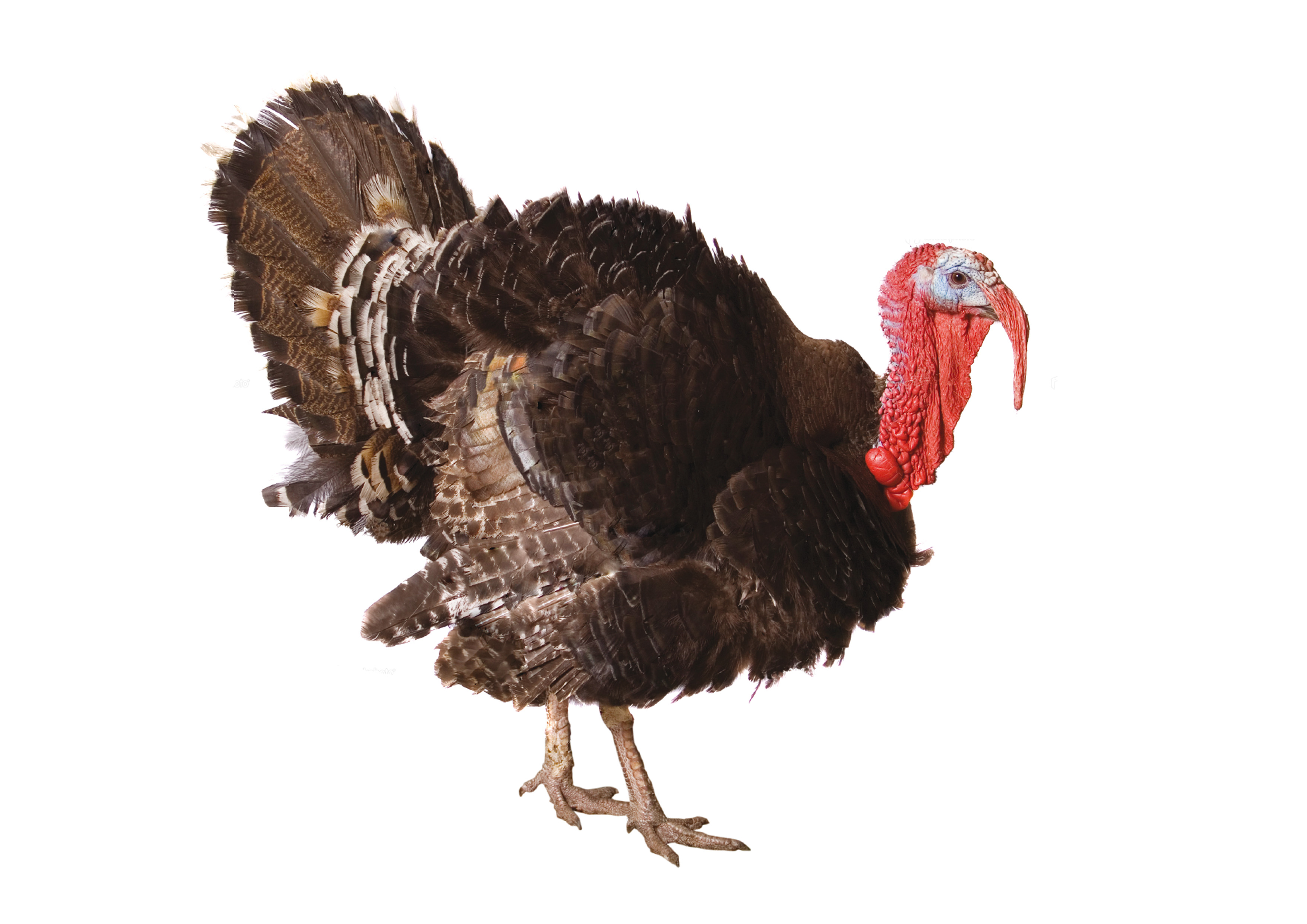 графика рисунок индюк птицы graphics figure Turkey birds загрузить