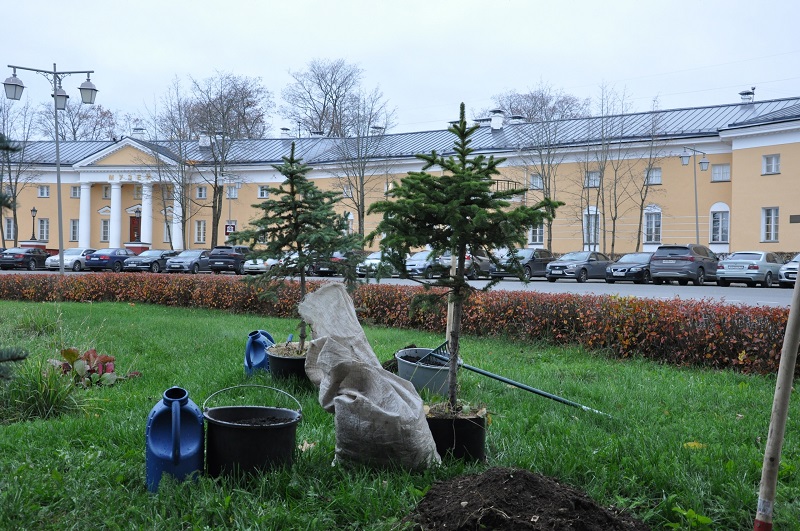 Молодые ели высажены на площади Ленина в Петрозаводске  Петрозаводск ГОВОРИТ  Газета Петрозаводск online  Новости Петрозаводска и Карелии