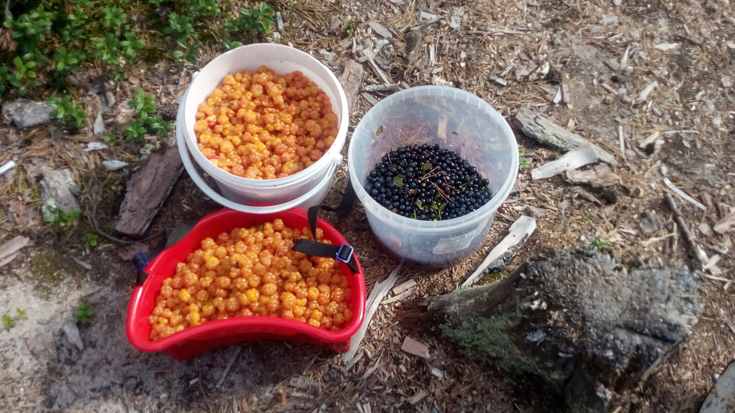 пяозерский сбор ягод. сбор морошки в карелии. ягоды карелии. сбор брусники в карелии 2021. костомукшский сбор ягоды.