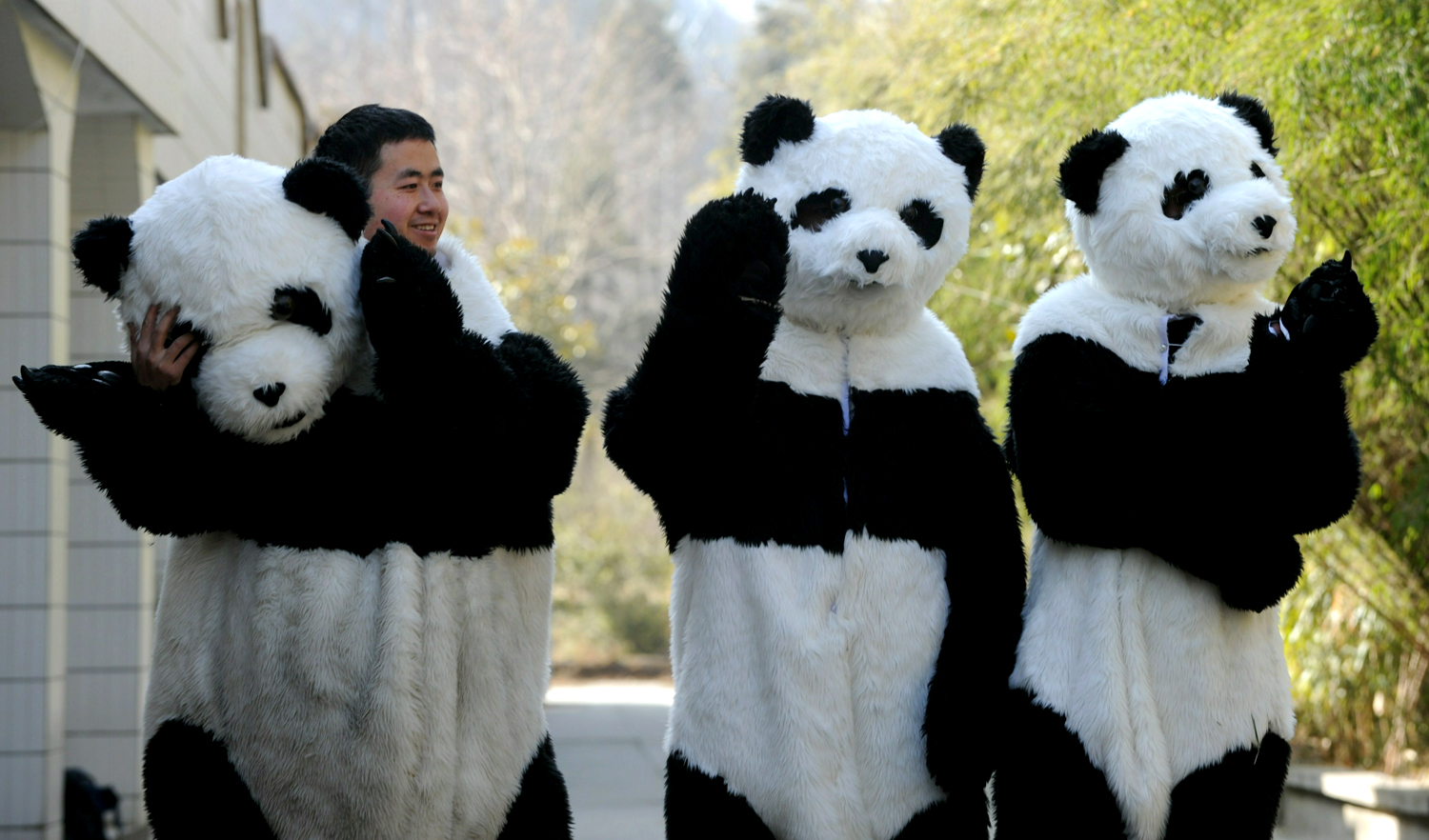 Профессия обниматель панд в Китае