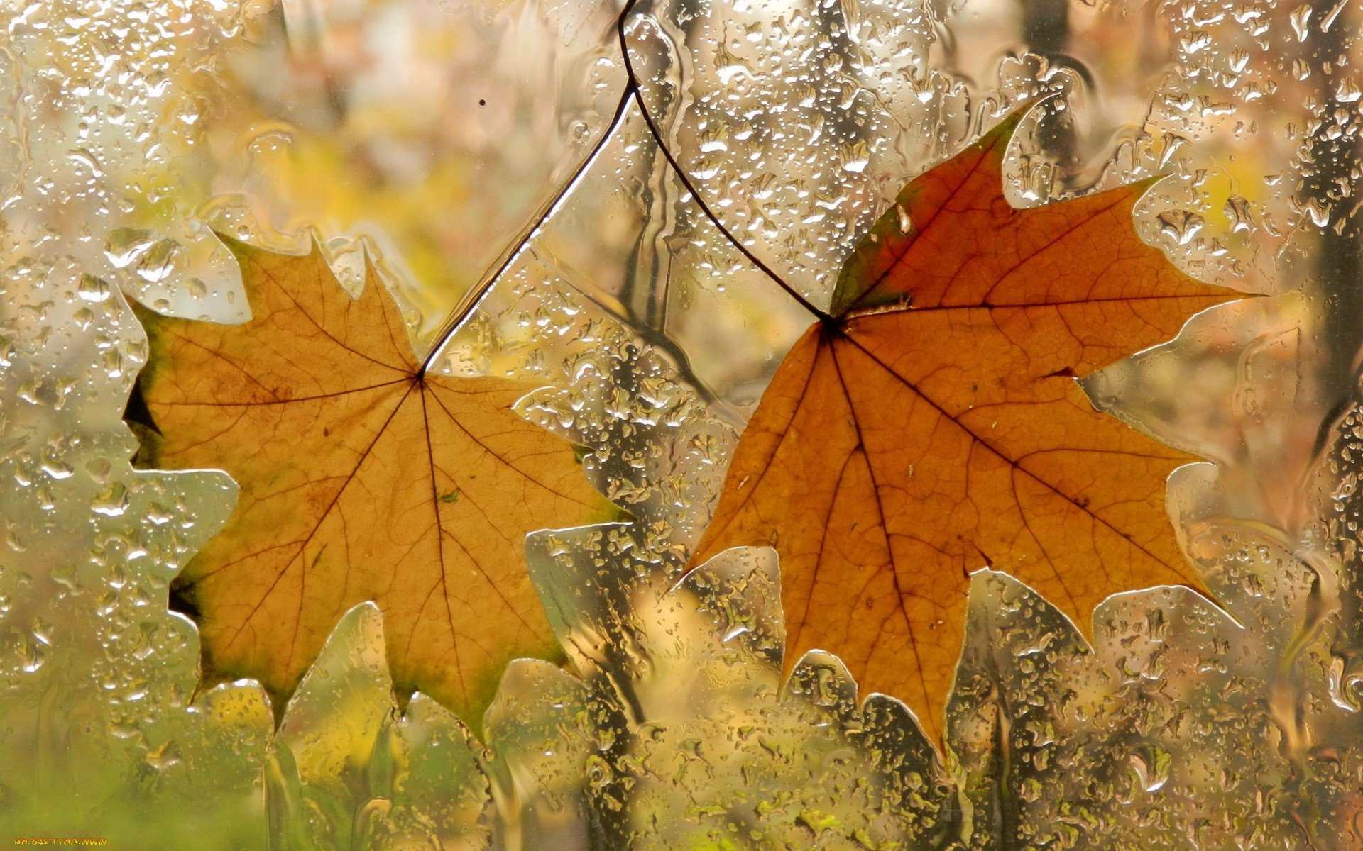 Текст сентябрь дождливый. Осенний дождь. Осень дождь. Осенние картинки. Открытки с добрым осенним утром в стихах.