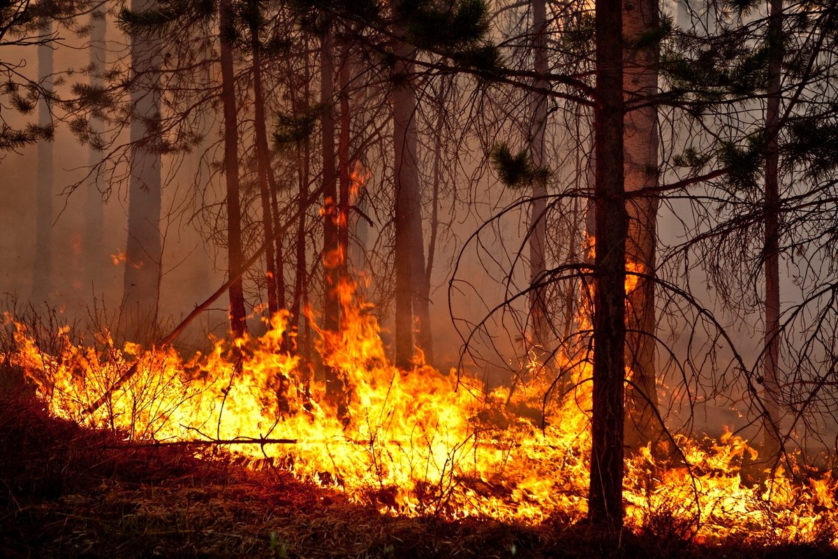 Верховой Лесной пожар в России