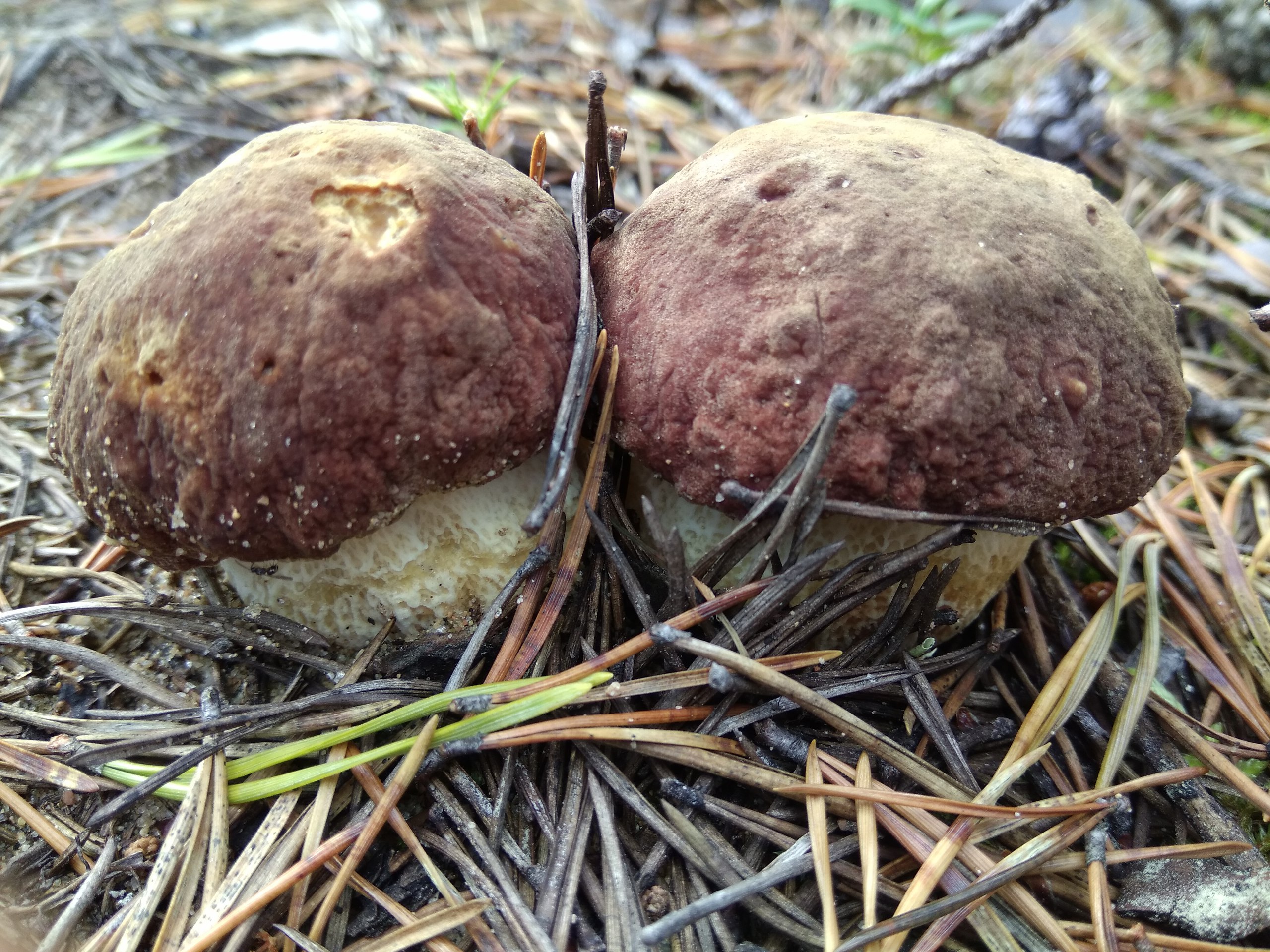 Белые грибы в Карелии