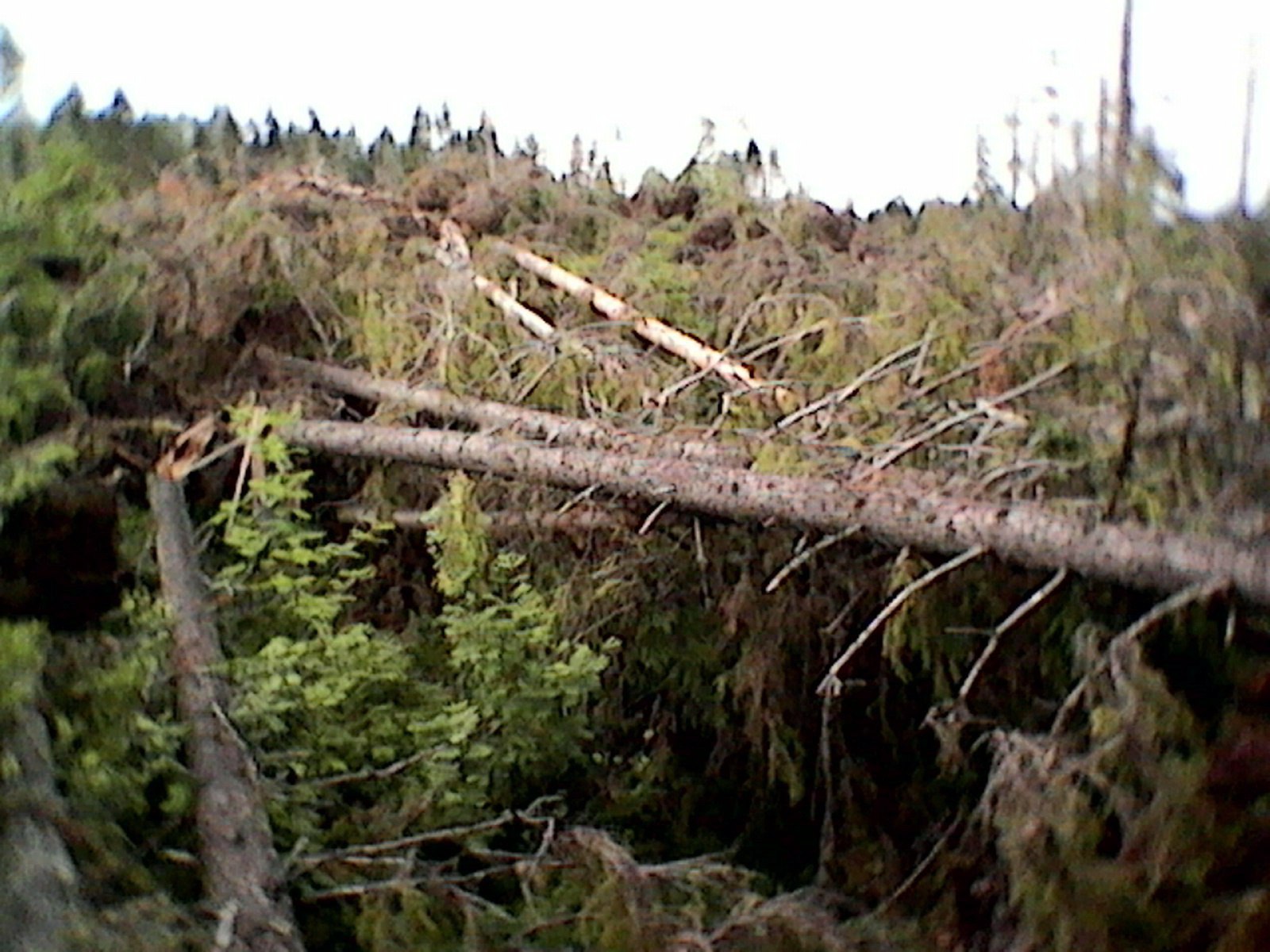 Поваленный ураганом лес