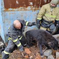 пожарные спасли собаку