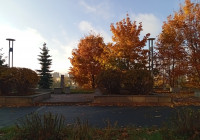 дерево на проспекте