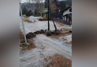 стадо кабанов