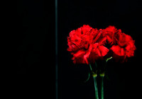 траурные гвоздики