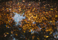 листья в воде