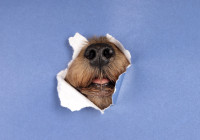 Милый собачий нос