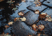 Лужа с осенними листьями