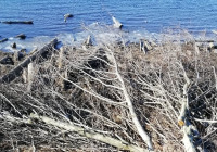 Срубленные на берегу реки деревья