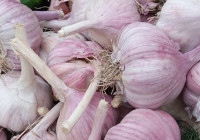 головки чеснока