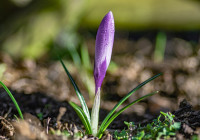 крокус_цветок_весна