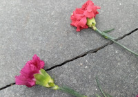 цветы гвоздики