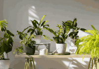 домашние растения