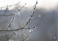 верба_весна