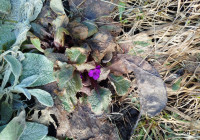 уличный цветок