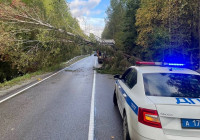 Дерево упало на трассу