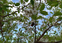 цветущая вишня