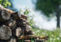 Рубка деревьев