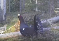 токующий глухарь