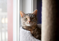кошка