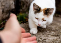 бездомная кошка