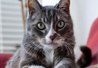 Кошка лежит