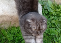 кот