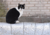 кошка
