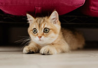 Котенок на полу