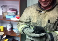 Спасение кота