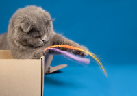 играет кот