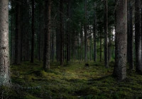 Деревья в лесу