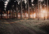 Качественный лес 