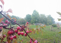 деревья в парке