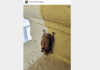 летучая мышь