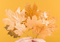 кленовые листья